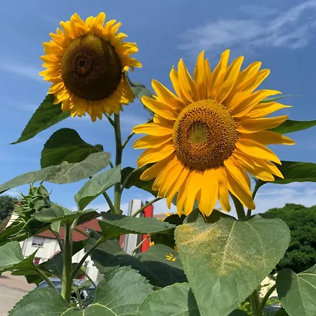 Lantgård Auf Dem Pferdehof Gut - Mit Wlan, Sitzecke, Garten & Kostenlosem Parken